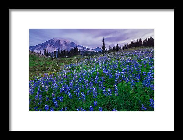 Mt. Rainier Framed Print featuring the photograph Lupines Dawn by Gene Garnace