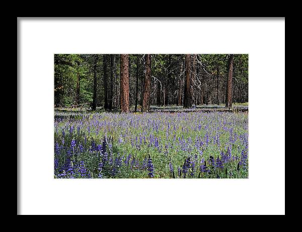 Lupines Framed Print featuring the photograph Lupines in Yosemite Valley by Lynn Bauer