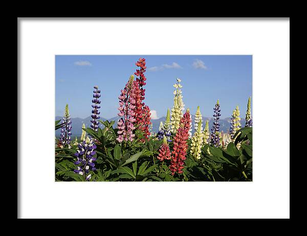 Feb0514 Framed Print featuring the photograph Lupinus Flowers Hokkaido Japan by Hiroya Minakuchi