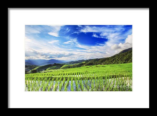 Thailand Framed Print featuring the photograph Lush green rice field by Anek Suwannaphoom