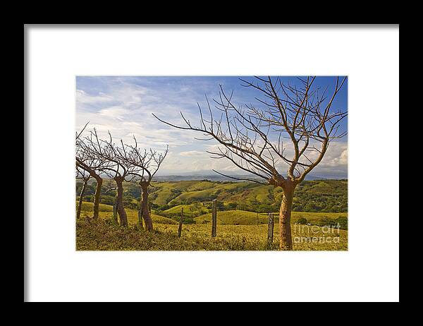 Landscape Framed Print featuring the photograph Lush Land Leafless Trees 2 by Madeline Ellis
