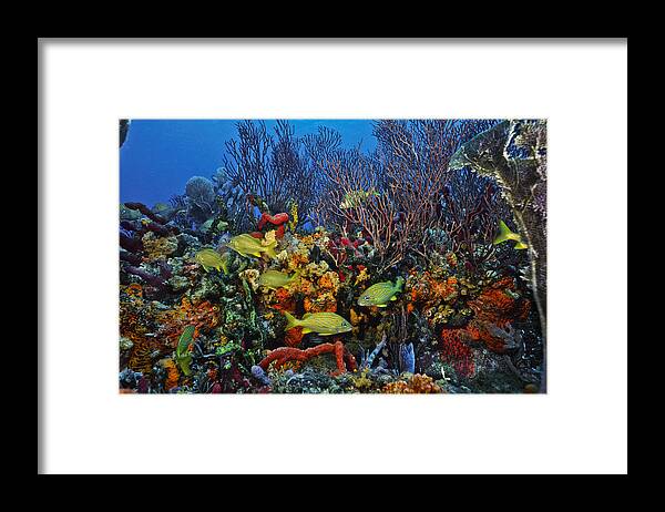 Art Framed Print featuring the photograph Lynns Reef on a perfect day by Sandra Edwards