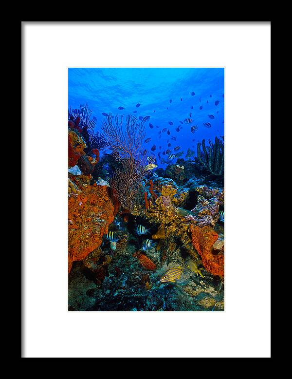 Art Framed Print featuring the photograph Lynns Reef by Sandra Edwards