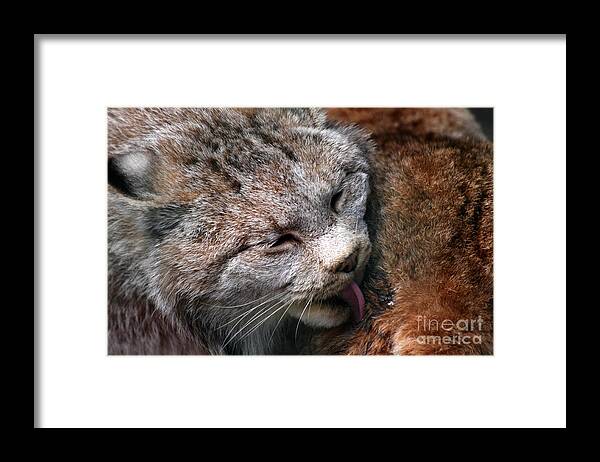 Lynx Framed Print featuring the photograph Lynx Affection by Charline Xia