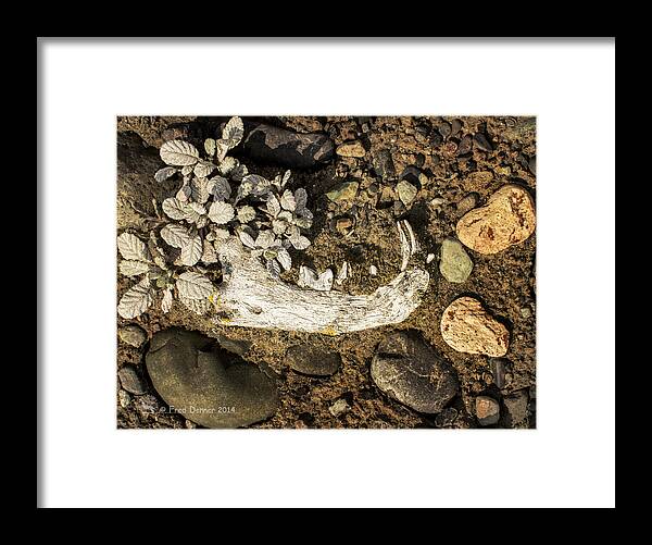 Bone Framed Print featuring the photograph Lynx Jaw by Fred Denner
