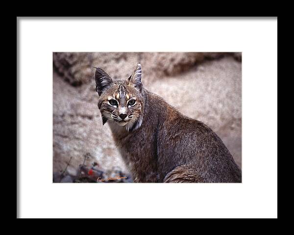 Nature Framed Print featuring the photograph Lynx Portait 1 by Kae Cheatham