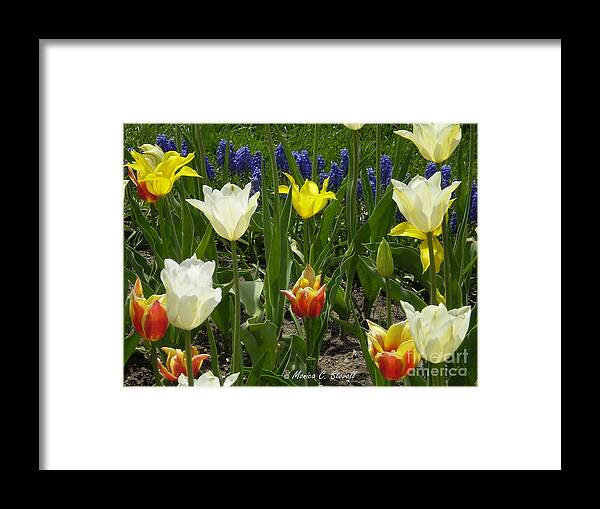 Flower Prints Framed Print featuring the photograph M Color Combination Flowers Collection No. CC5 by Monica C Stovall