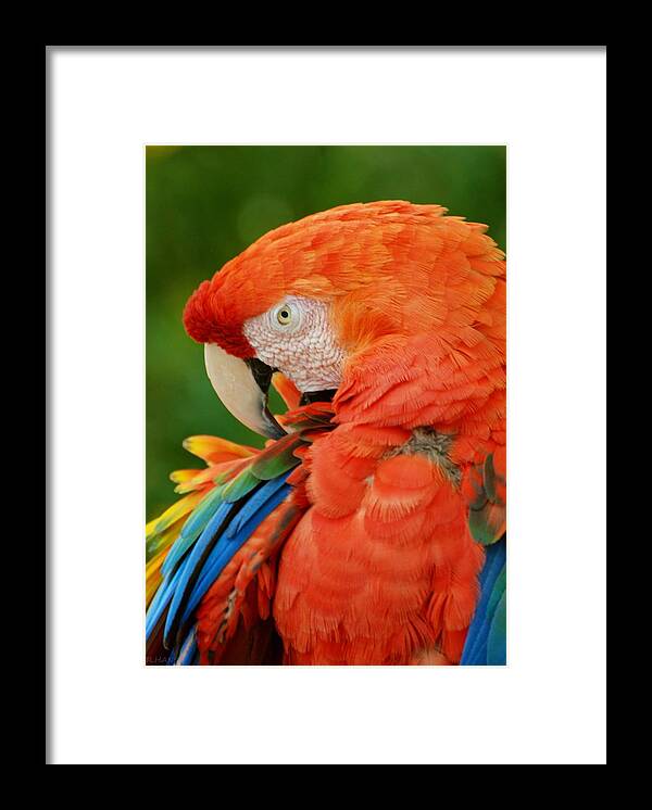 Macaws Framed Print featuring the photograph Macaws Of Color29 by Rob Hans
