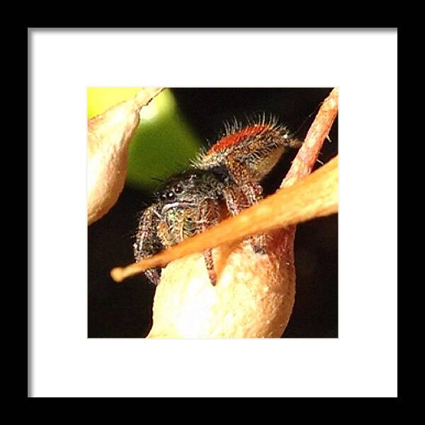 All_shots Framed Print featuring the photograph #macro #insect #insect_perfection by Jim Neeley