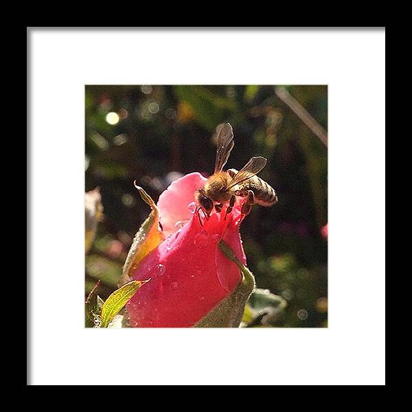 Igerscalifornia Framed Print featuring the photograph #macro #md_macro #insect #bee #flower by Jim Neeley