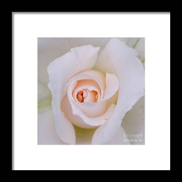 Flower Framed Print featuring the photograph Macro White Rose petals by Patrick Dinneen