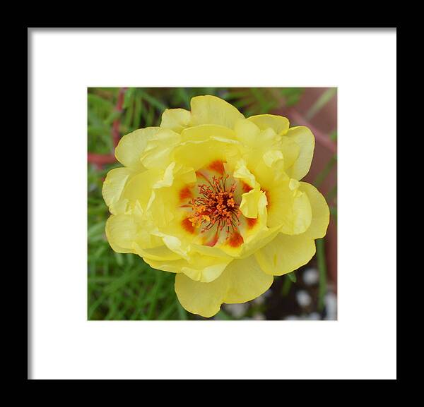 Yellow Flowers Framed Print featuring the photograph Macro Yellow Moss Rose by Stacie Siemsen