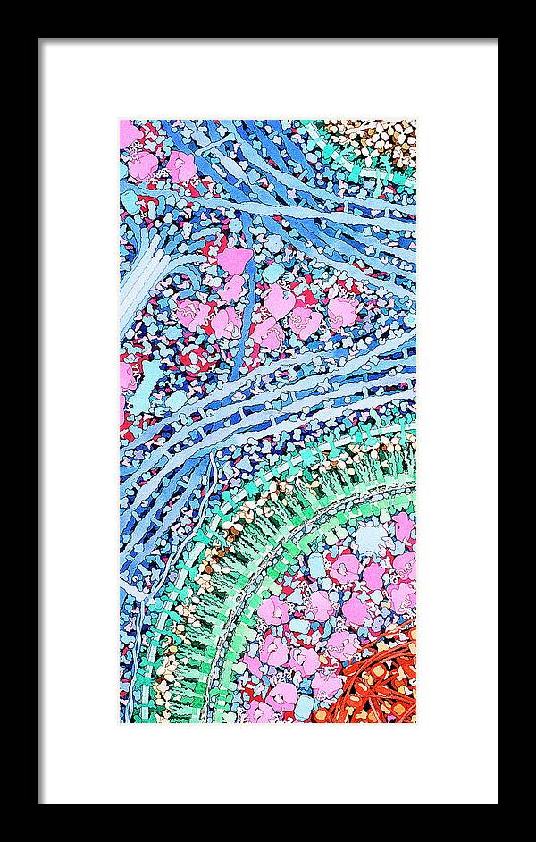 Macrophage Framed Print featuring the photograph Macrophage Engulfing Bacterium by David Goodsell/science Photo Library
