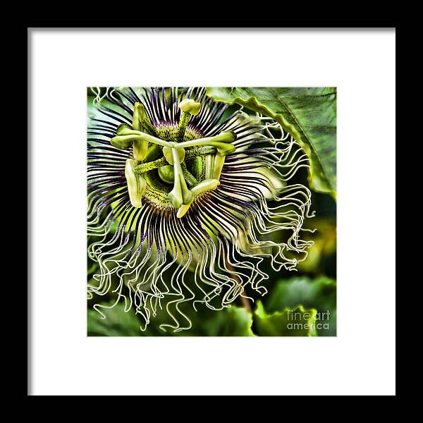Painterly Framed Print featuring the photograph Mad Passion by Peggy Hughes