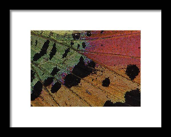 Feb0514 Framed Print featuring the photograph Madagascan Sunset Moth Wing Detail by Thomas Marent