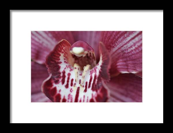 Magenta Framed Print featuring the photograph Magenta Beauty by Sue Morris