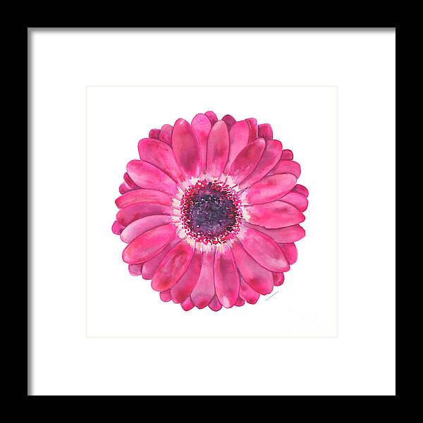 Pink Framed Print featuring the painting Magenta Gerbera Daisy by Amy Kirkpatrick