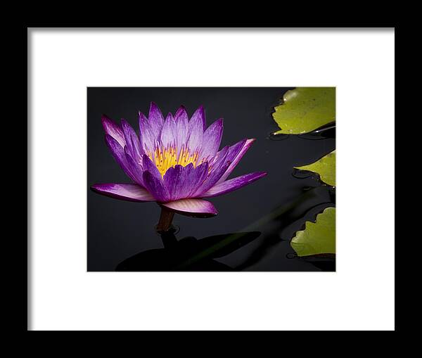 Water Framed Print featuring the photograph Magenta WaterLily by Jean Noren