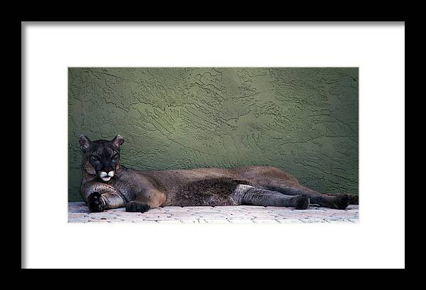 Cat Framed Print featuring the photograph Magesty by Lily K