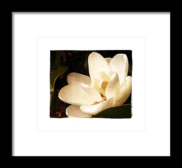 Magnolia Framed Print featuring the photograph Maggnolia II by Tanya Jacobson-Smith