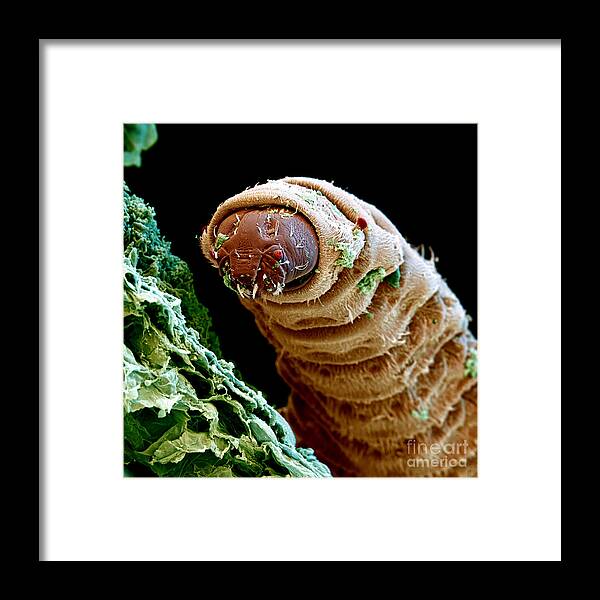 Maggot Framed Print by Eye of Science - Fine Art America