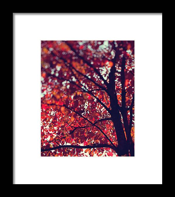 Autumn Framed Print featuring the photograph Magical Autumn by Kim Fearheiley