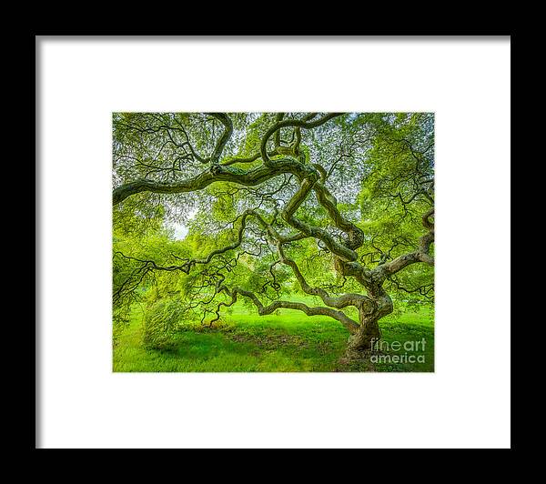 Magical Japanese Maple Tree Framed Print featuring the photograph Magical Maple Tree by Michael Ver Sprill