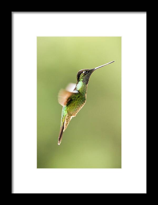 Animal Framed Print featuring the photograph Magnificent Hummingbird In Flight by Nicolas Reusens