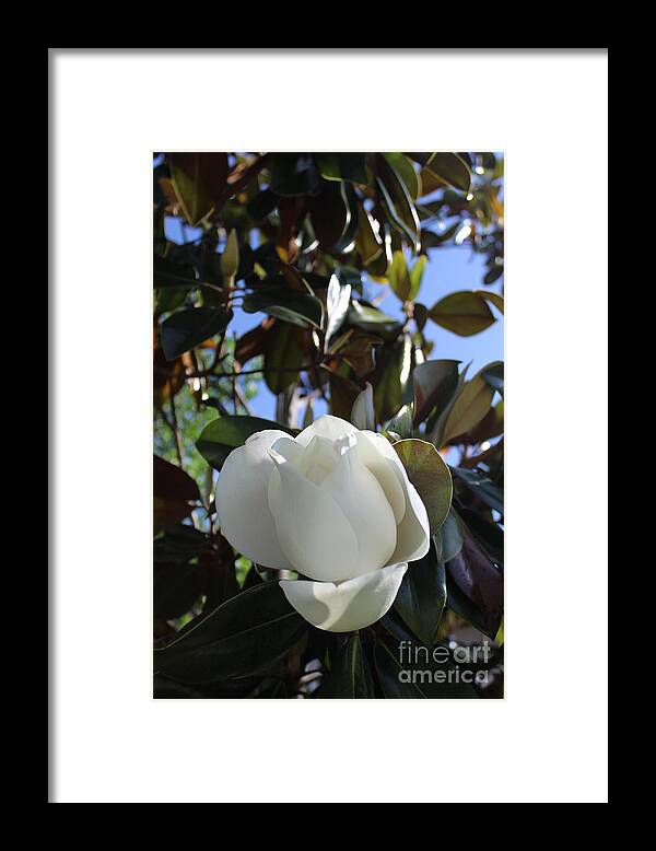 Flower Framed Print featuring the photograph Magnolia Bloom by Jeanne Forsythe