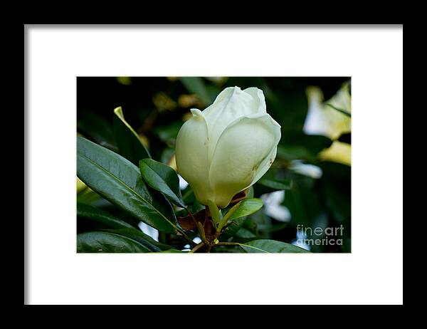 Floral Framed Print featuring the photograph Magnolia Bloom Starting by Sandra Clark