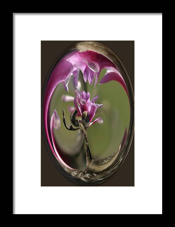 Flowers Framed Print featuring the photograph Magnolia Blossom Series 709 by Jim Baker