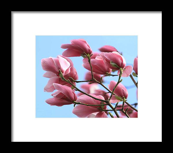 Magnolia Framed Print featuring the photograph Magnolia Breeze by Angie Vogel