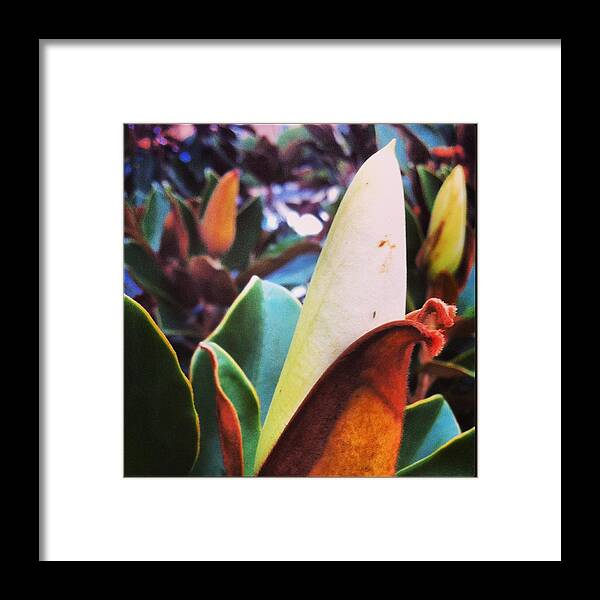 Magnolia Framed Print featuring the photograph Magnolia Bud by Eric Suchman