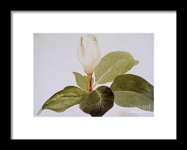 Watercolor Botanical Framed Print featuring the painting Magnolia Bud II by Nancy Kane Chapman