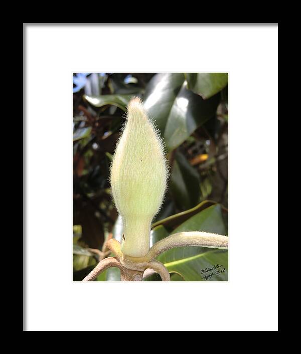 Flower Photograph Framed Print featuring the photograph Magnolia - Essence by Michele Penn