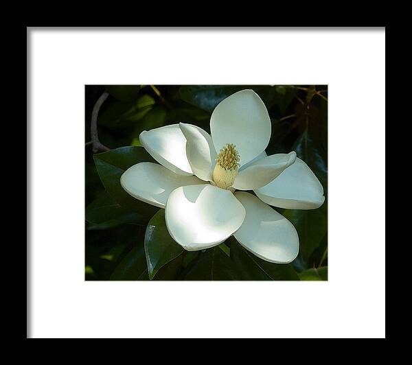 Botanical Framed Print featuring the photograph Magnolia by Frank Tozier