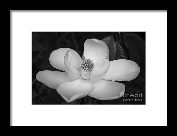 Magnolia Framed Print featuring the photograph Magnolia Grandiflora Blossom - Simply Beautiful Greyscale by MM Anderson