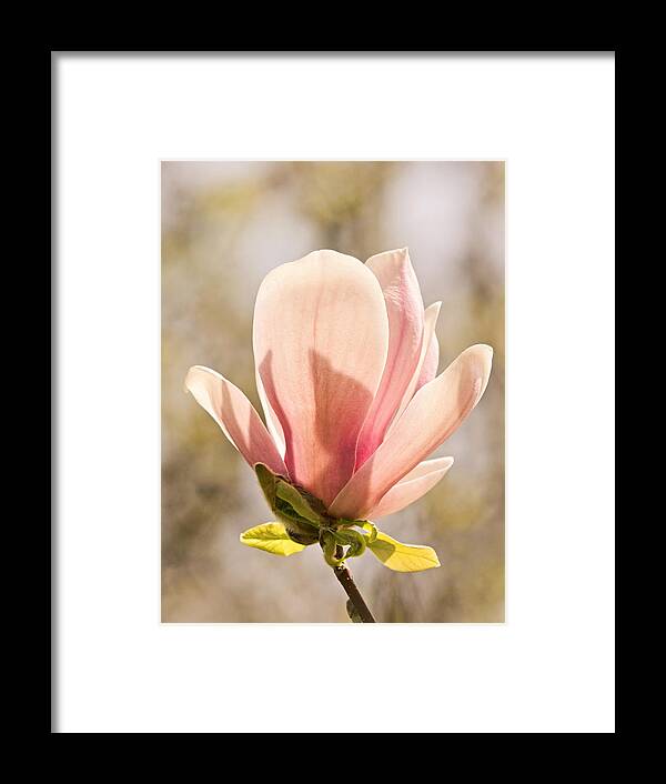 Magnolia Framed Print featuring the photograph Magnolia Magnificence by Theo OConnor