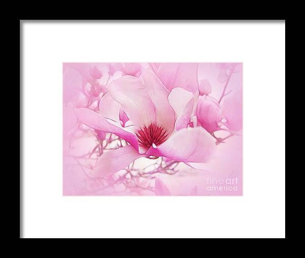 Magnolia Framed Print featuring the photograph Magnolia Mist by Judi Bagwell