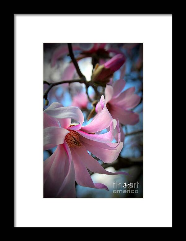 Magnolias Framed Print featuring the photograph Magnolia Morning by Geri Glavis