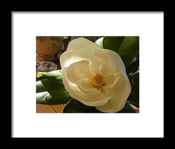 Photography Framed Print featuring the photograph Magnolia by Nancy Kane Chapman