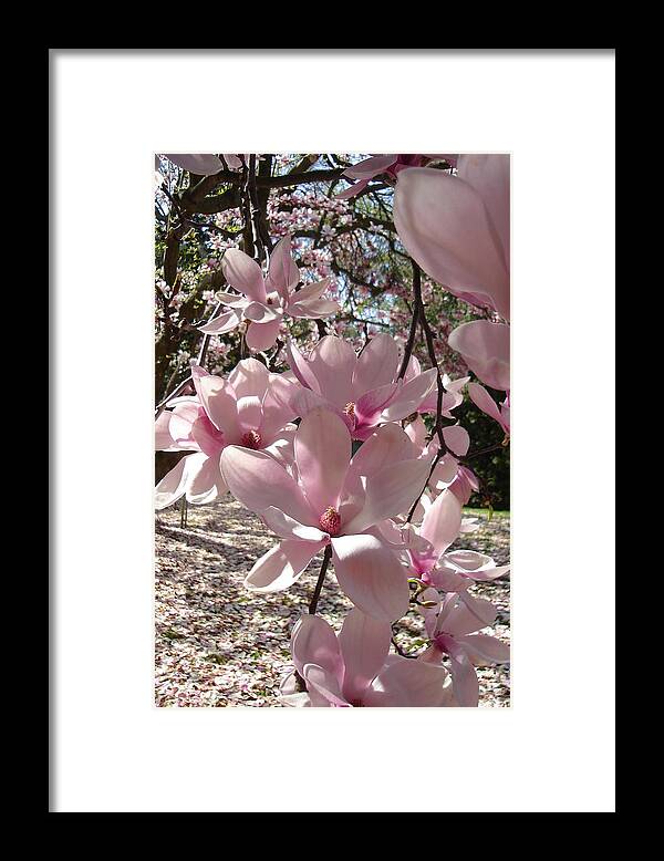 Branches Framed Print featuring the photograph Magnolia on a Sunny Day by Vickie G Buccini