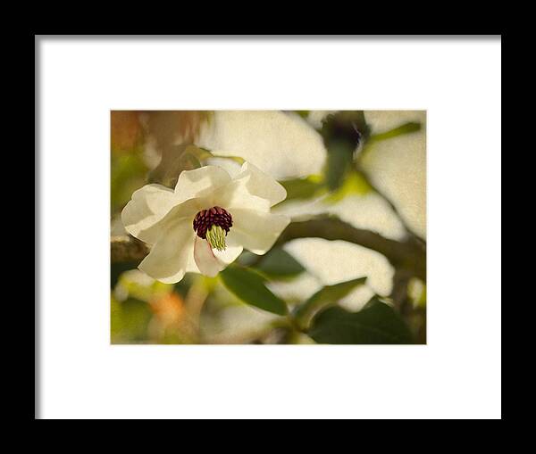 Magnolia Framed Print featuring the photograph Magnolia by Rebecca Cozart