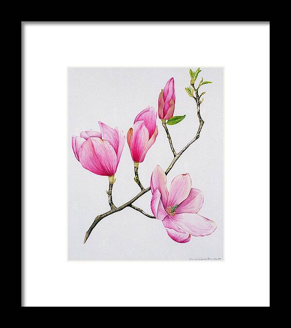 Magnolia Framed Print featuring the painting Magnolia by Sally Crosthwaite
