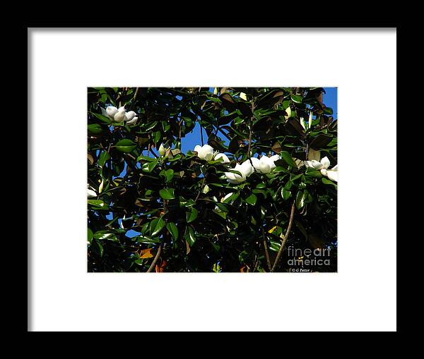 Patzer Framed Print featuring the photograph Magnolia Setting by Greg Patzer