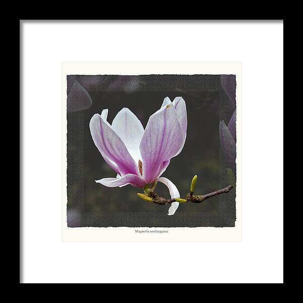 Spring Framed Print featuring the photograph Magnolia soulangeana flower by Saxon Holt