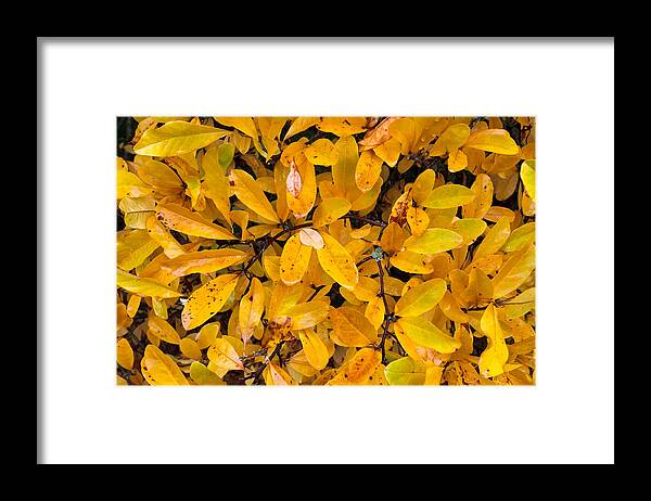 Branches Framed Print featuring the photograph Magnolia stellata Leaves by Michael Russell
