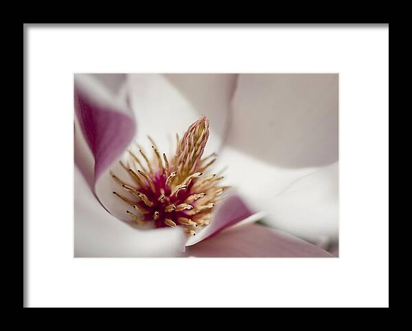 Arboretum Framed Print featuring the photograph Magnolia by Steven Ralser