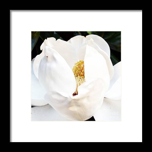 Botanical Framed Print featuring the photograph Magnolia Tears by Eva Thomas