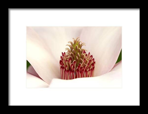 Magnolia Framed Print featuring the photograph Magnolia's Carpel Crown by Gene Walls